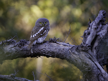 Duma Tau Camp: African Barred Owl