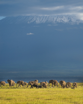 Elewana Tortilis Camp: Elefanten