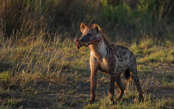 Elewana Tortilis Camp: Hyäne mit einem Rest Büffel
