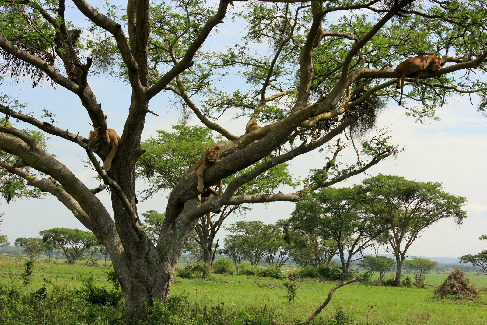 Enjojo Lodge Enjojo Lodge: Löwenlametta