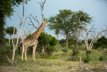 Gomoti Plains Camp: Tiere und Landschaft