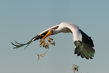 Kanana Camp: Vogelkolonie - Nistmaterial