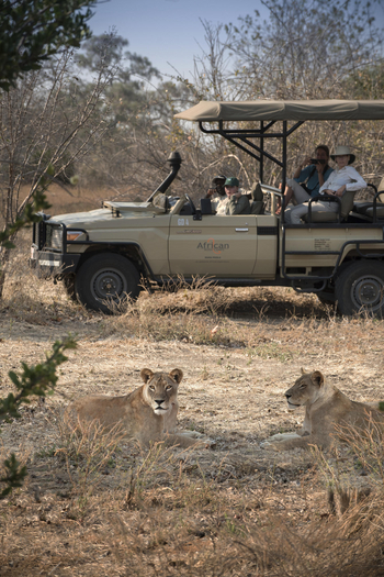 Kanga Camp: Löwen und Fahrzeug im Hintergrund