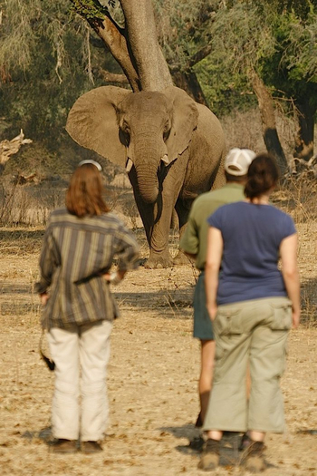 Kavinga Safari Camp: Elefant auf Walking Safari