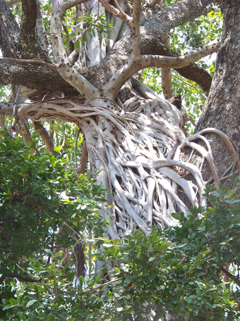 Kutandala Camp: Strangler Fig