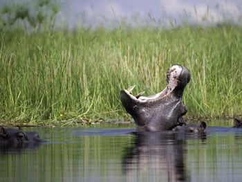 Kwetsani Camp: Nilpferd