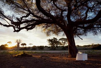 Laba Jongomero: Sun Downer unter großem Baum