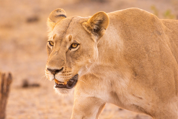 Lagoon Camp Lagoon Camp: Löwin