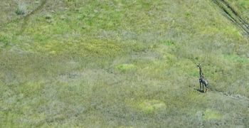 Lagoon Camp Lagoon Camp: Luftbild - Giraffe