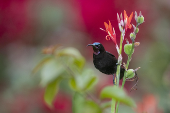 Loldia House: Amethyst Sunbird
