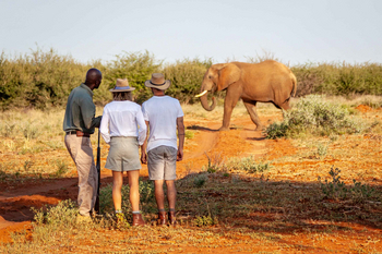 Madikwe Hills Private Game Lodge: Drei Beobachter bei Elefantensichtung im Busch