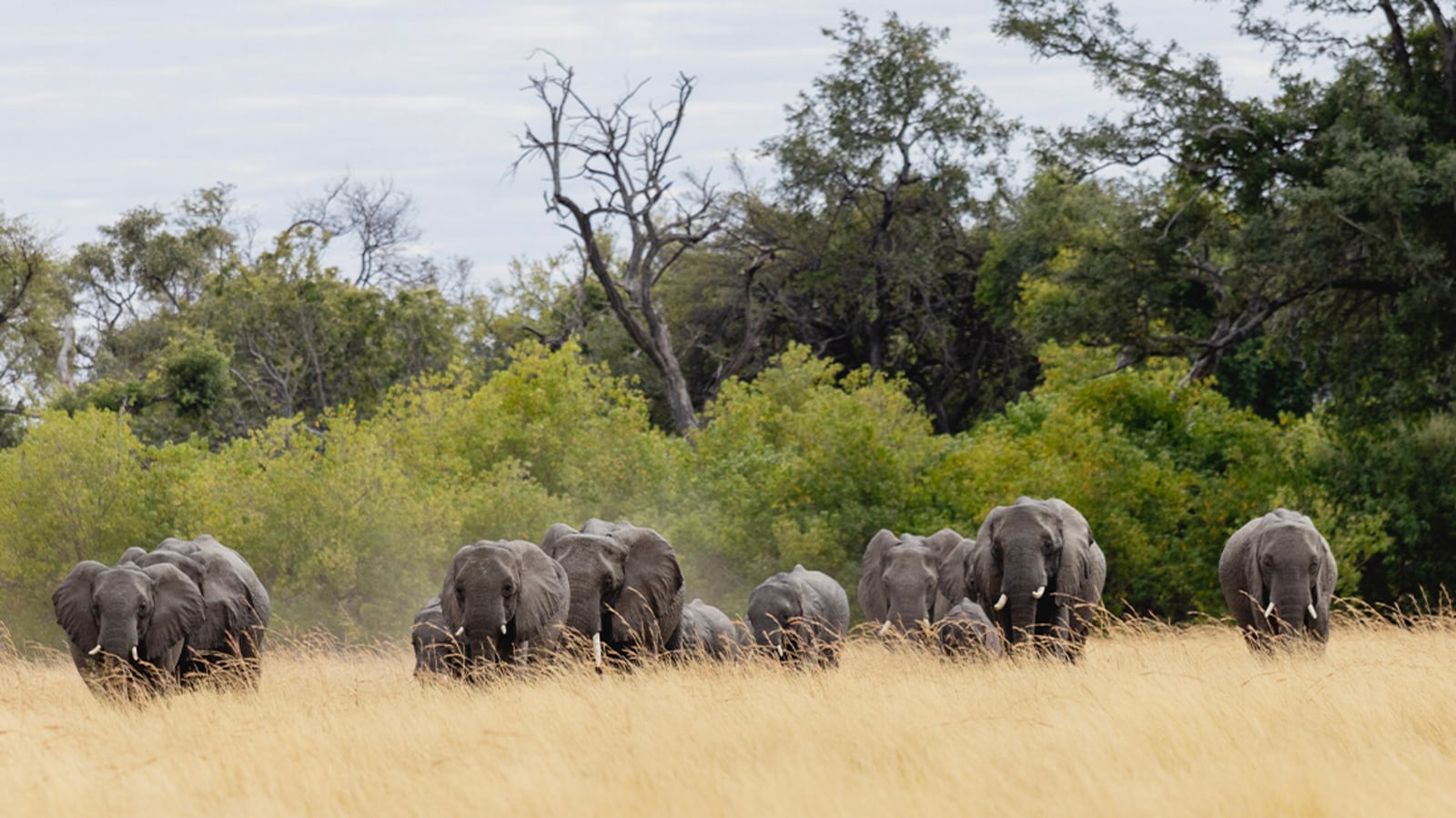 Mbamba Camp Mbamba Camp: Elefantenherde