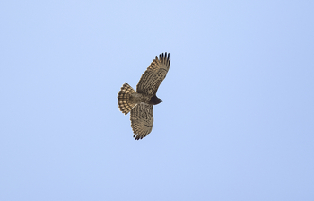 Meru Vann: Bussard