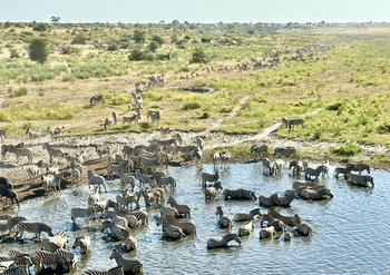 Moela Safari Lodge Moela Safari Lodge: Zebras im Wasserloch