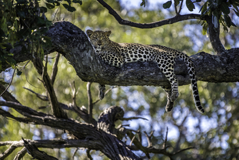 Mombo Camp: Ruhender Leopard