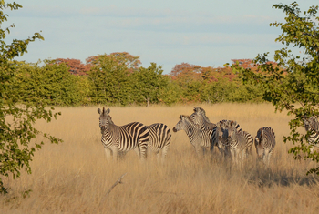 Muddy Teak Camp: Zebras im Gras