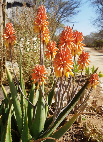 Musangano Lodge: Blumen