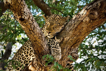Mwagusi Safari Camp: Schlafender Leopard