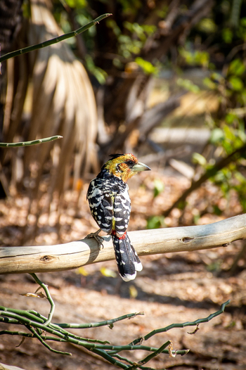 Nata Lodge Nata Lodge: Crested Barbet