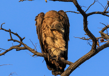 Nehimba Lodge: Weißrückengeier