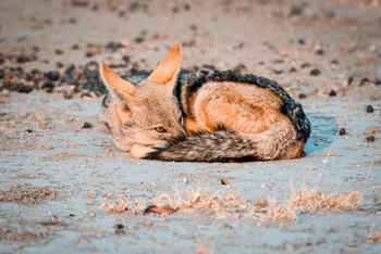 Nxai Pan Camp: Black-backed Jackal