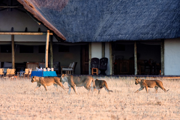 Nxai Pan Camp: Löwenrudel vor dem Camp