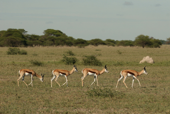 Nxai Pan Camp: Springböcke