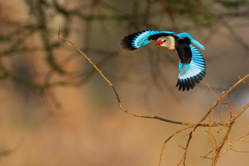 Olkeri Camp: Woodland Kingfisher