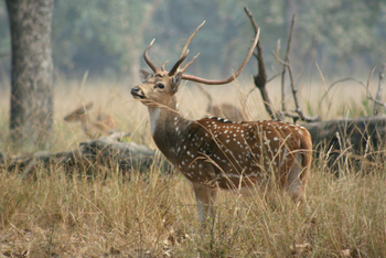 Samode Safari Lodge Samode Safari Lodge: Axishirsch