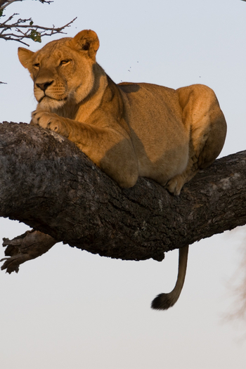 Sanctuary Chief's Camp Sanctuary Chief's Camp: Löwin im Baum