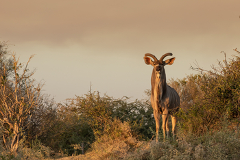 Selinda Camp: Kudu