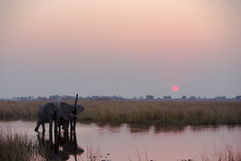 Selinda Explorers Camp Selinda Explorers Camp: Elefanten im Sonnenuntergang