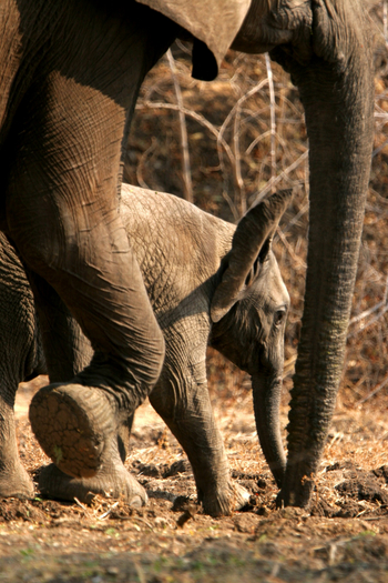 Shenton Safaris Shenton Safaris: Elephant Hide