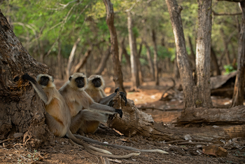 Sujan Sher Bagh: Langurengruppe