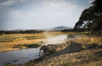 Kigelia Camp: Elefanten am Great Ruaha River