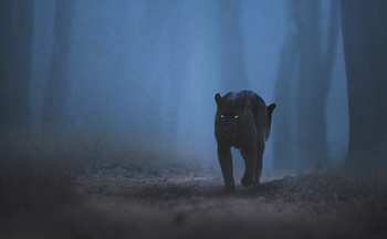 The Bison Resort: Waldgeist