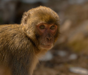 The Oberoi Vindhyavilas Wildlife Resort: Rhesusaffe