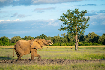 Time + Tide South Luangwa Time + Tide South Luangwa: Elefant