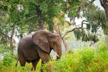 Time + Tide South Luangwa Time + Tide South Luangwa: Elefant und Affen