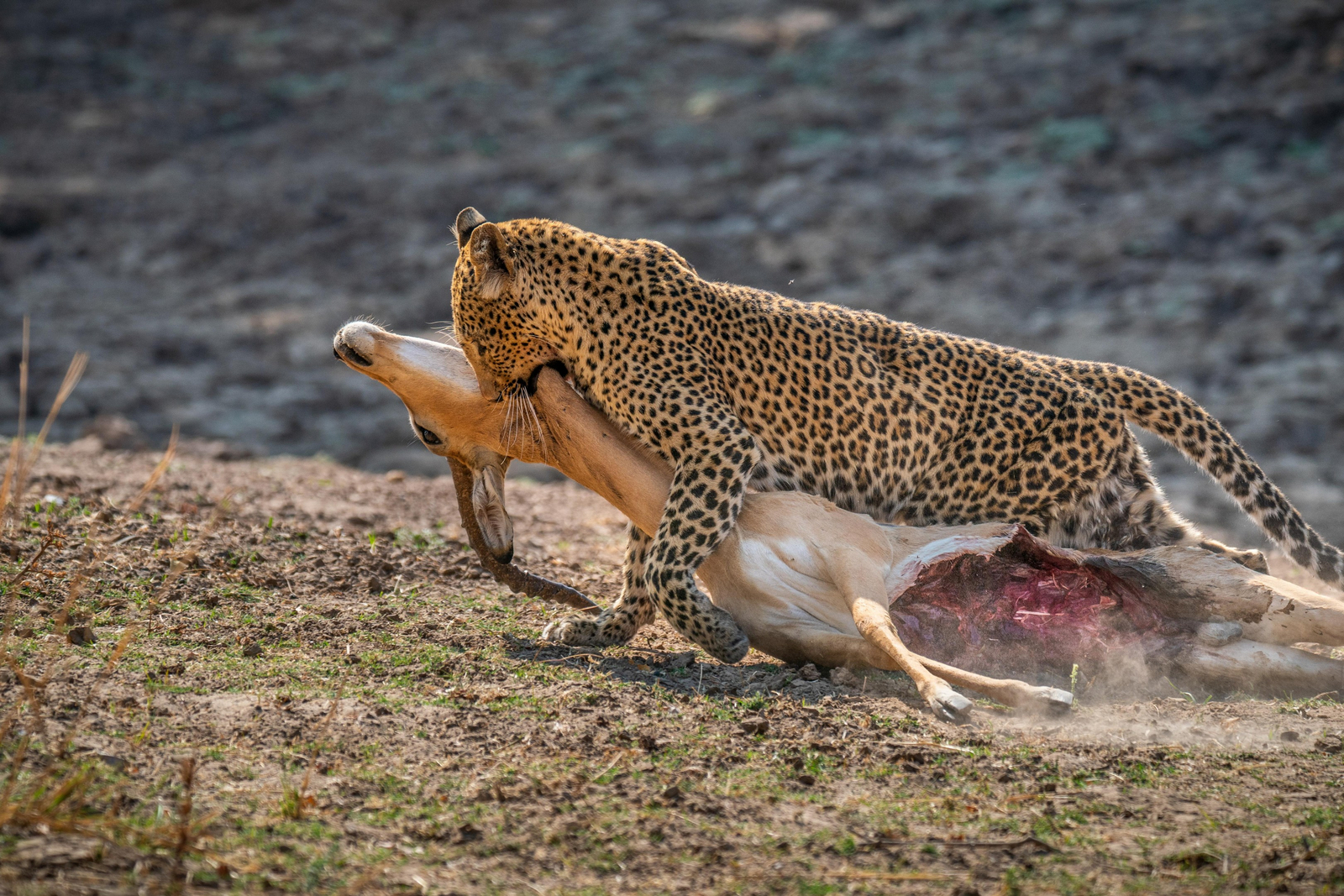 Time + Tide South Luangwa Time + Tide South Luangwa: Leopard mit totem Impala