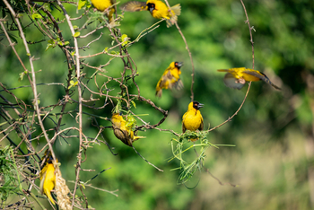 Time + Tide South Luangwa Time + Tide South Luangwa: Southern Masked Weavers