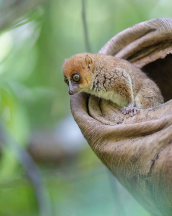 Time + Tide Tsara Komba: Maus Lemur