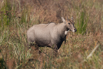 Vanghat: Nilgai-Bulle