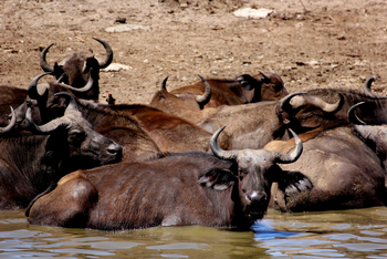 Volcanoes Kyambura Gorge Lodge: Büffel im Schlammloch