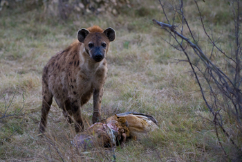 Vumbura Plains Camp: Hyäne
