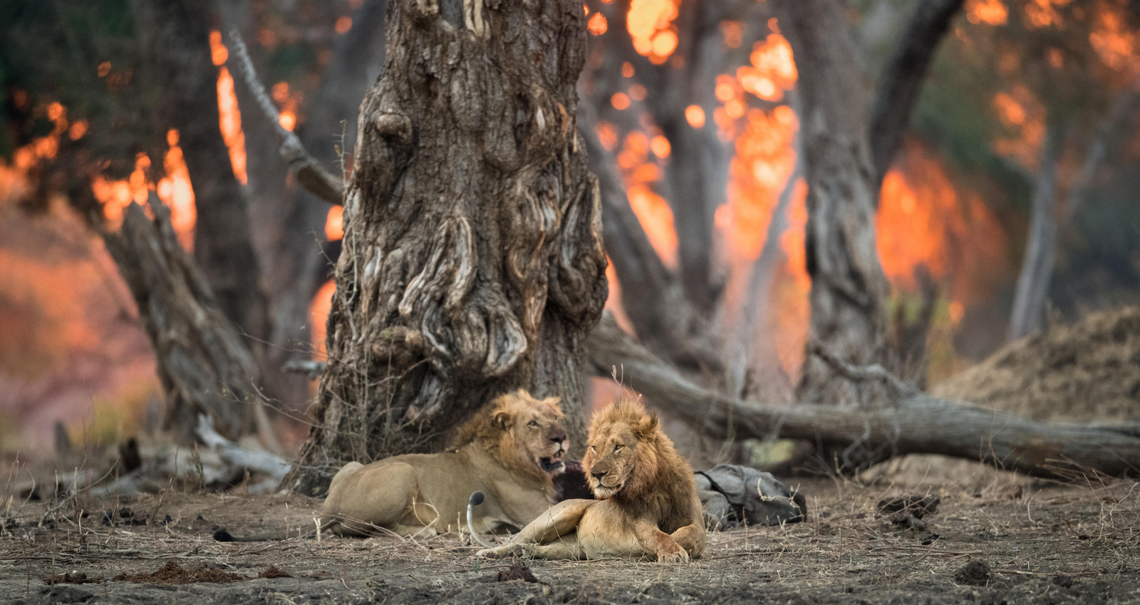 Vundu Camp Vundu Camp: Löwenmännchen