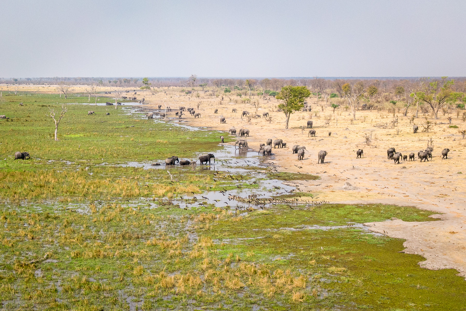 Wilderness Mokete Camp Wilderness Mokete Camp: Am Rand des Mababe-Sumpf