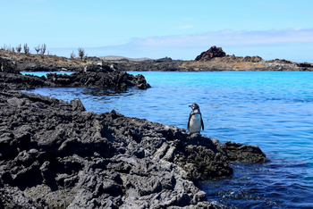 andBeyond Galapagos Explorer: Galapagos-Pinguin auf Vulkanfelsen am klaren Mittag