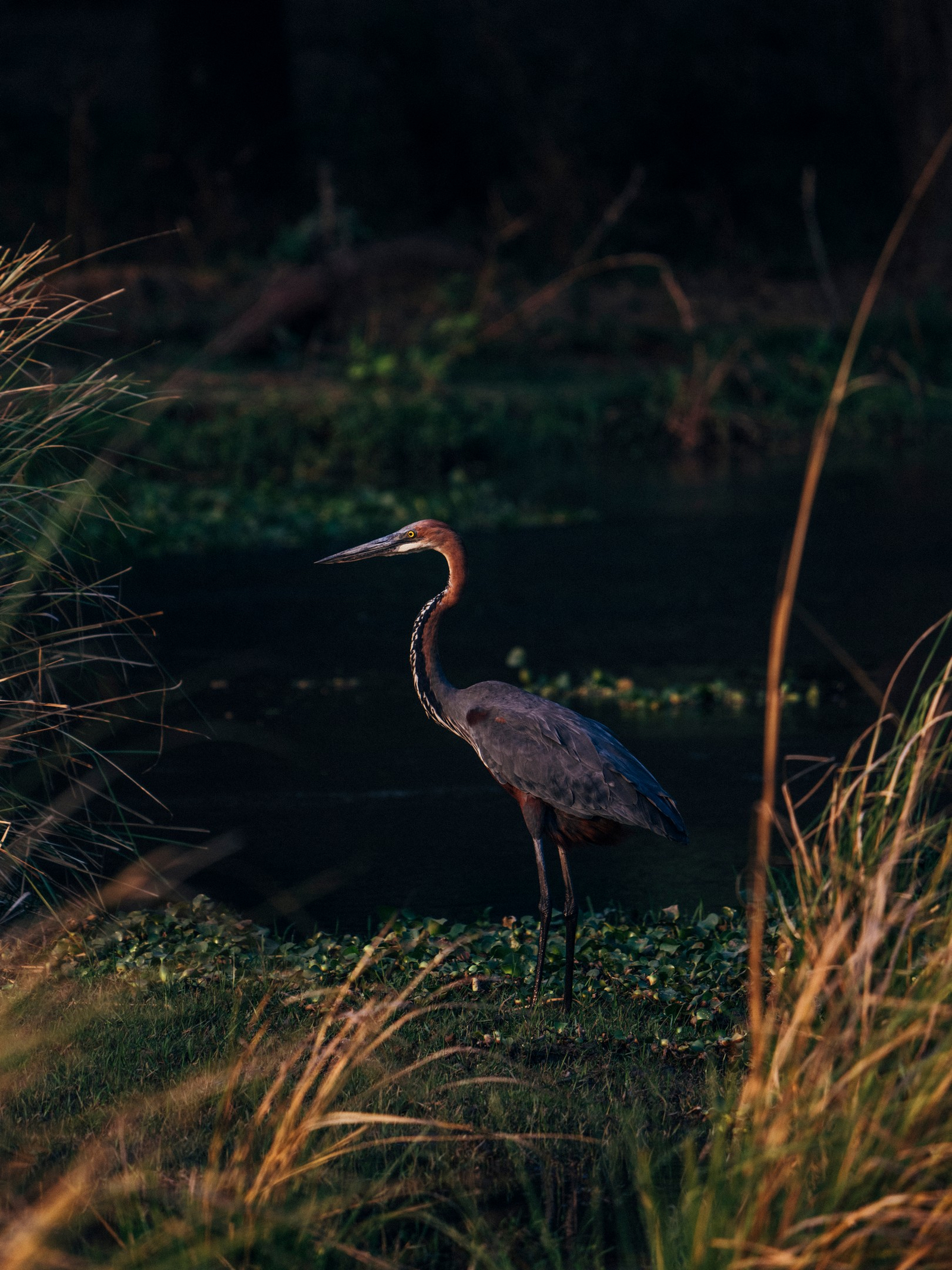 Anabezi Luxury Tented Camp Anabezi Luxury Tented Camp: Goliathreiher