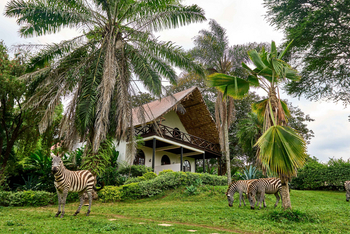 Arusha Safari Lodge: Zebras Grasen neben Lodge im Morgengrauen